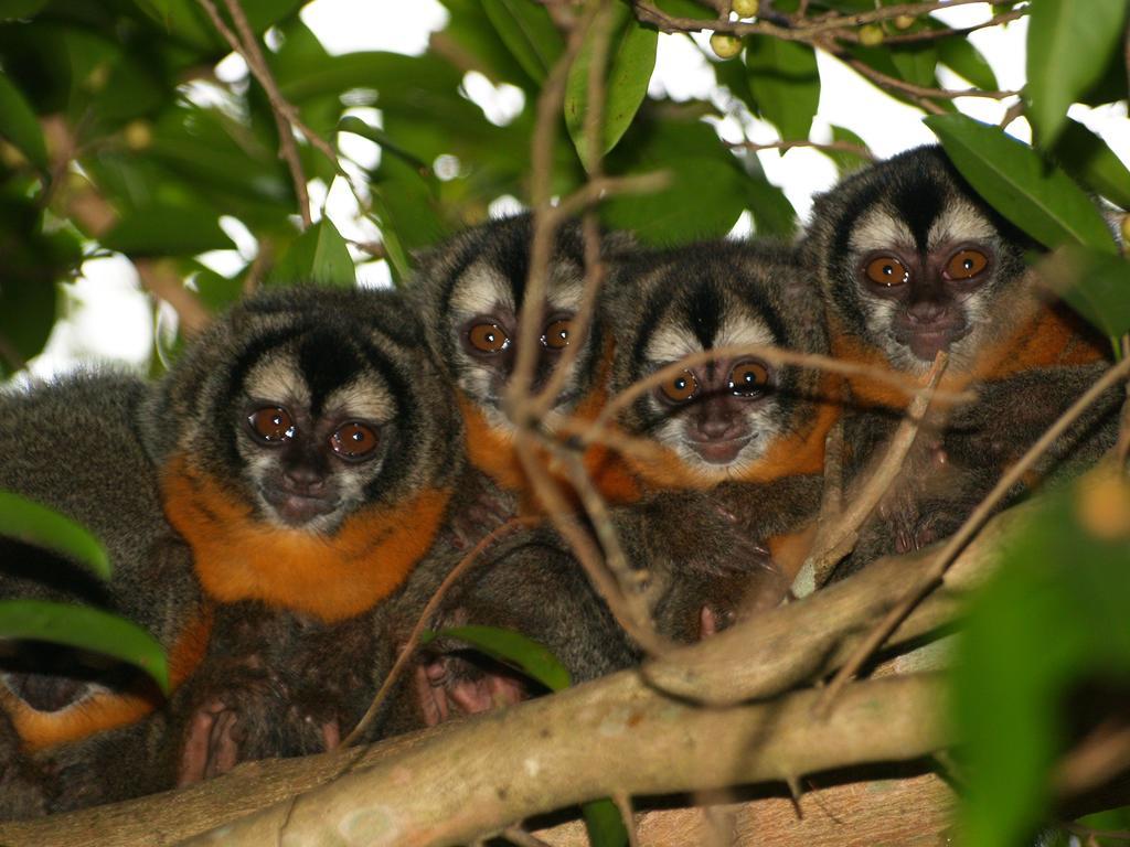 Pousada Do Rio Mutum Barao de Melgaco Екстериор снимка