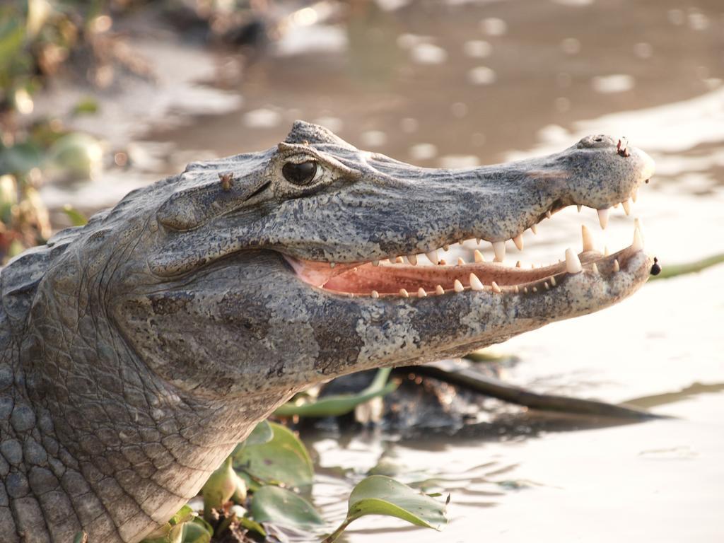 Pousada Do Rio Mutum Barao de Melgaco Екстериор снимка